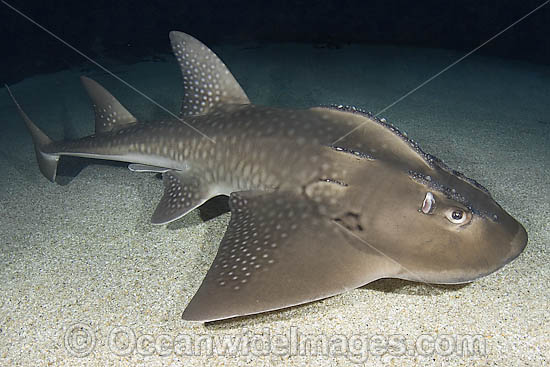 Shark Ray Rhina ancylostoma photo