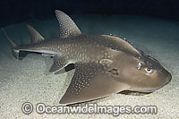 Shark Ray Rhina ancylostoma Photo - Andy Murch