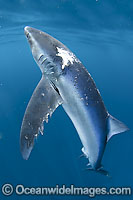 Wounded Blue Shark Photo - Andy Murch