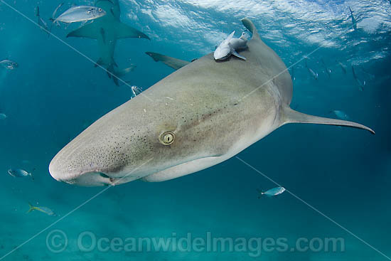 Lemon Shark Negaprion brevirostris photo