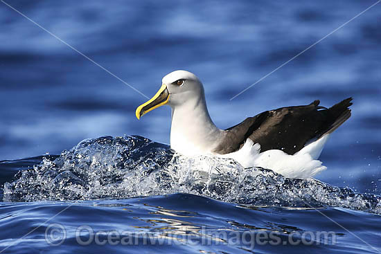 Buller's Albatross Diomedea bulleri photo