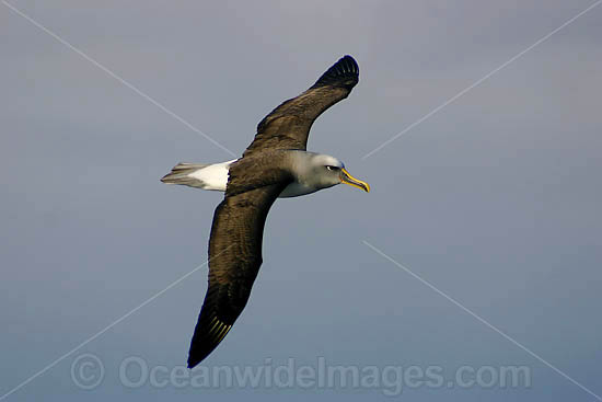 Buller's Albatross in flight photo