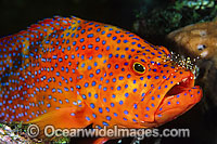 Coral Grouper cleaned by shrimp Photo - Gary Bell