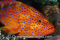 Coral Grouper cleaned by cleaner shrimp Photo - Gary Bell