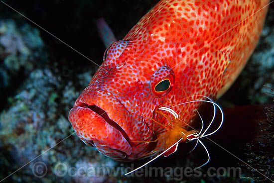 Tomato Grouper cleaned by shrimp photo