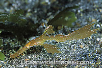 Robust Ghost Pipefish Solenostomus cyanopterus Photo - Gary Bell