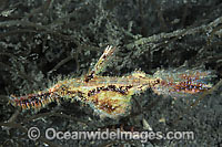 Rough-snout Ghost Pipefish Solenostomus paegnius Photo - Gary Bell