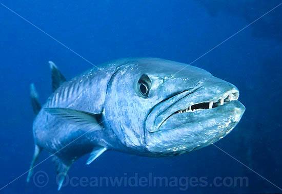 Great Barracuda with mouth open photo