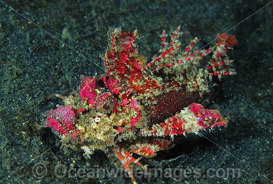Demon Stinger Scorpionfish Inimicus didactylus photo