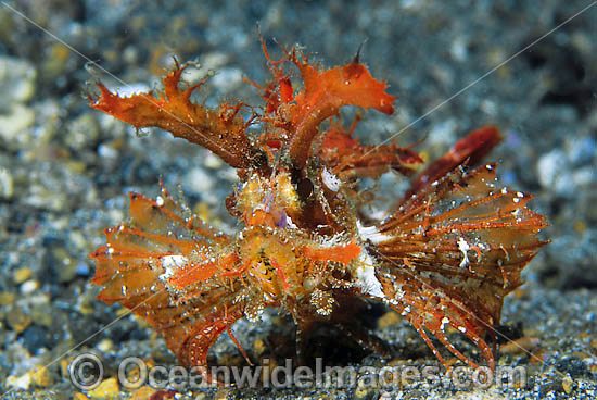 Ambon scorpionfish photo