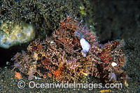 Small-scale Scorpionfish Scorpaenopsis oxycephala Photo - Gary Bell