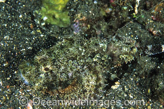 Scorpionfish Scorpaenopsis oxycephala photo