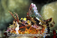 Yellow-nose Scorpionfish Photo - Gary Bell