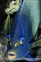 Blue Angelfish Photo - Gary Bell