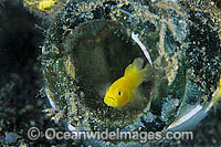 Yellow Pygmy-goby sheltering in bottle Photo - Gary Bell