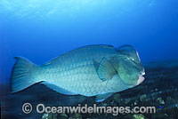 Humphead Parrotfish Bolbometopon muricatum Photo - Gary Bell