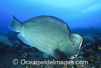 Humphead Parrotfish feeding on coral Photo - Gary Bell