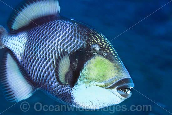Titan Triggerfish Balistoides viridescens photo