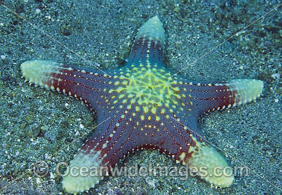 Sea Star Pentaceraster regulus photo