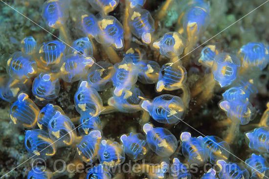 Blue Sea Tunicates photo