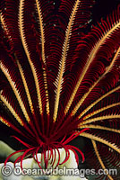 Feather Star tubed feet and arms Photo - Gary Bell
