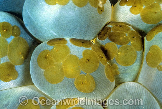 Acoela Flatworm on Bubble Coral photo