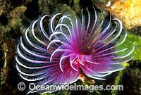 Feather Duster Tubeworm Photo - Gary Bell