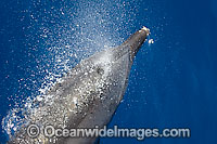 Bottlenose Dolphin blowing on surface Photo - Chantal Henderson