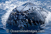 Humpback Whale spy hopping on surface Photo - Chantal Henderson