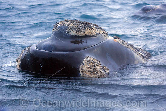 Southern Right Whales callosities photo