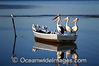 Australian Pelicans on dinghy Photo - Gary Bell