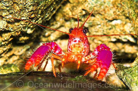 Violet-spotted Tropical Reef Lobster photo