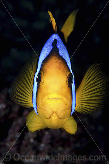 Orange-fin Anemonefish photo