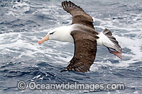 Black-browed Albatross Photo - Inger Vandyke
