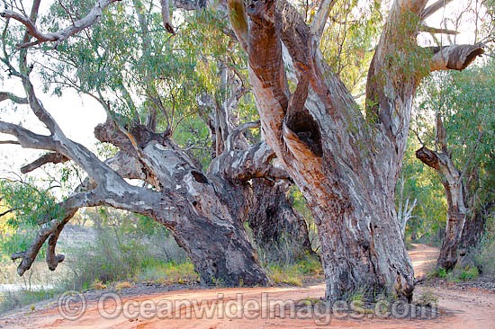 Giant Red Gum Darling River photo
