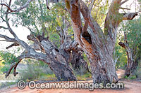 Giant Red Gum Darling River Photo - Gary Bell