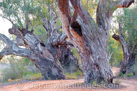 Red Gum Darling River photo