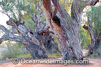 Red Gum Darling River Photo - Gary Bell