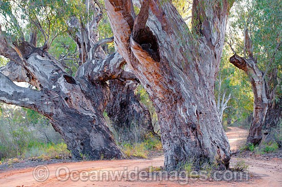 River Red Gum Darling River photo