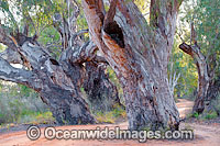 River Red Gum Darling River Photo - Gary Bell