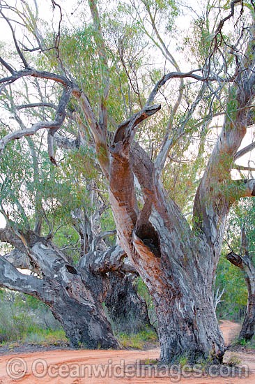Giant River Red Gums photo