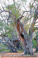 Giant River Red Gums Photo - Gary Bell