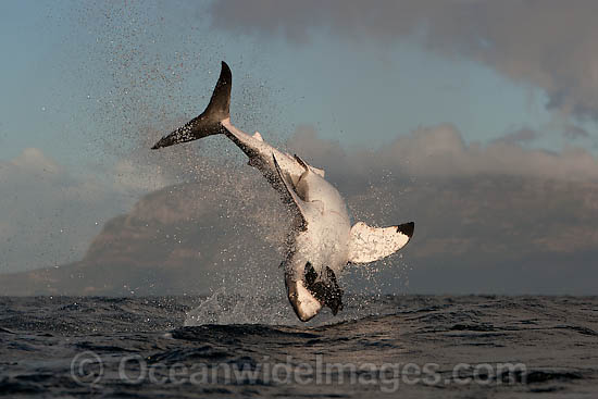 Great White Shark predation photo