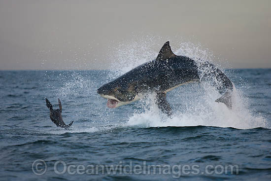 Great White Shark hunting seal photo