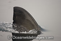 Shark dorsal fin Photo - Chris & Monique Fallows
