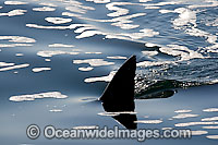 Great White Shark dorsal fin Photo - Chris & Monique Fallows