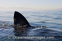 Shark dorsal fin Photo - Chris & Monique Fallows