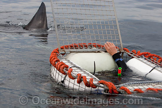 Great White shark cage photo