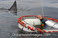 Great White shark cage Photo - Chris & Monique Fallows