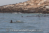 Great White Shark near seal colony Photo - Chris & Monique Fallows